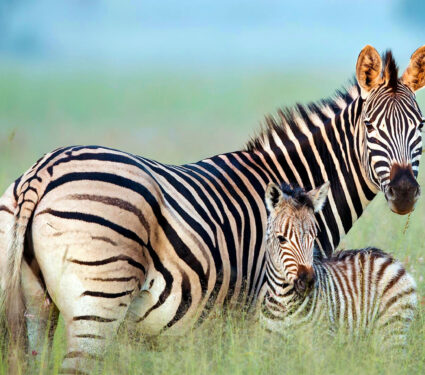 2023/09/zebra_calf_1medium.jpg