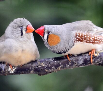 2023/09/Zebra-finches.jpg