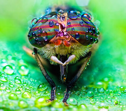 Close,Up,View,Of,The,Eyes,A,Tabanus,Abdominalis,Horsefly