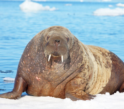 Walrus,Cow,On,Ice,Floe