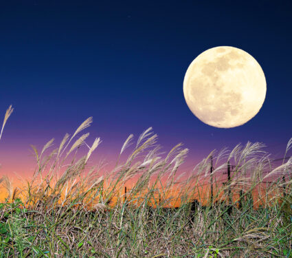 The,Harvest,Moon,And,Japanese,Pampas,Grass.