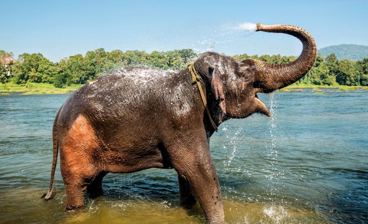 Wild Asian elephants exhibit strong capacity for innovation