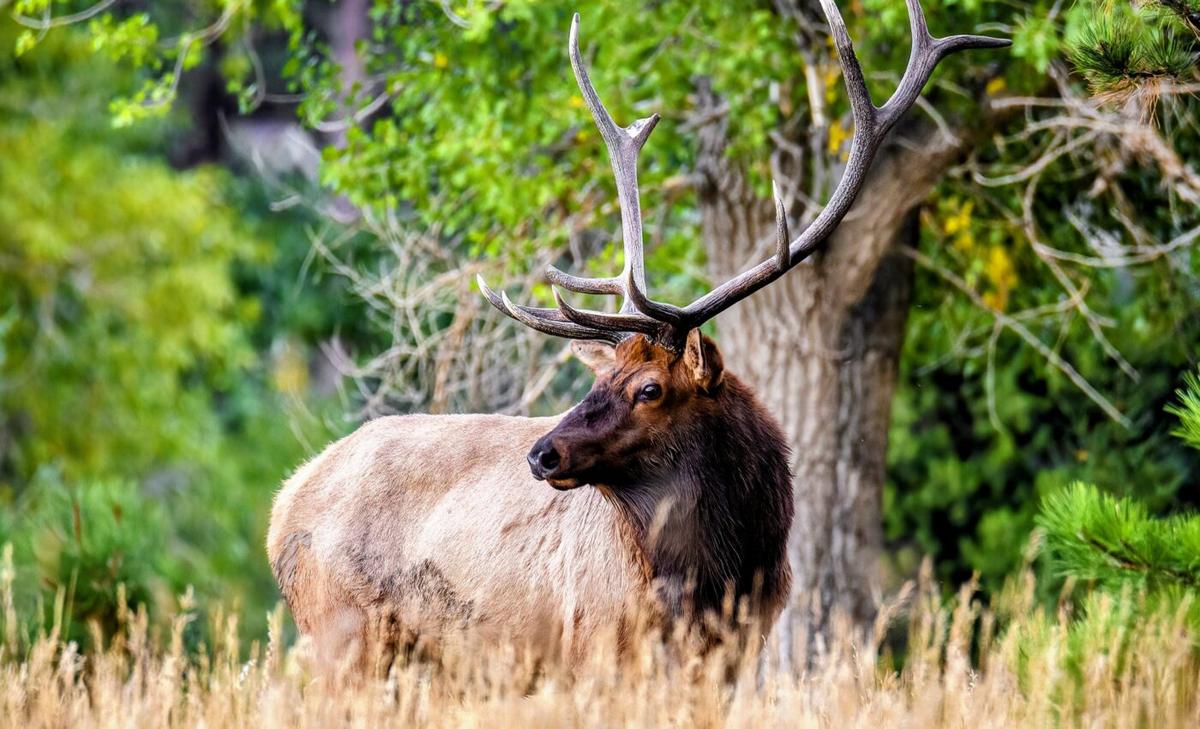 Emerging hoof disease may cause physiological changes in elk