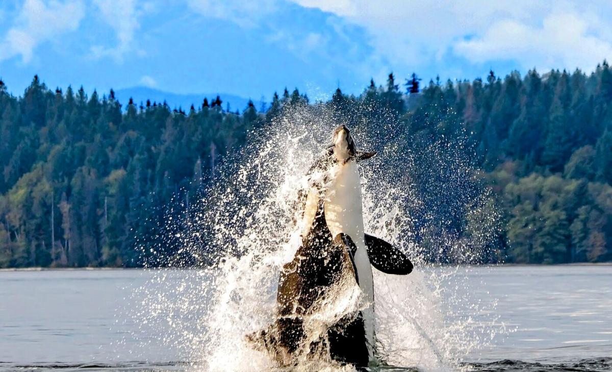 Killer whales have been killing porpoises for decades, but why?