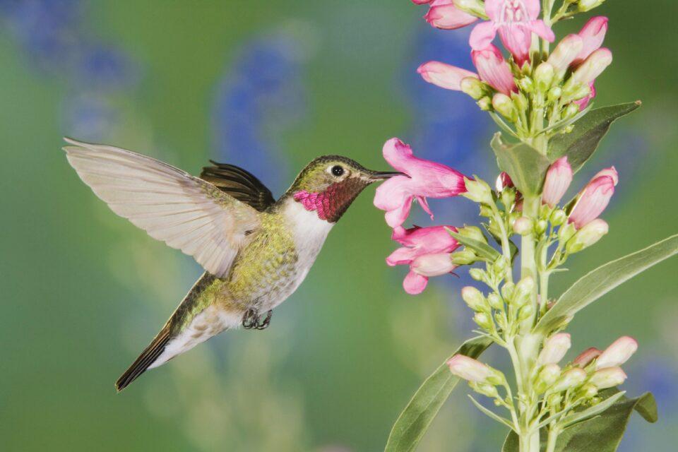 Just a few genetic differences tailor flowers to specific pollinators