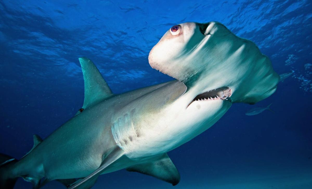 Making a monster: The bizarre development of hammerhead sharks