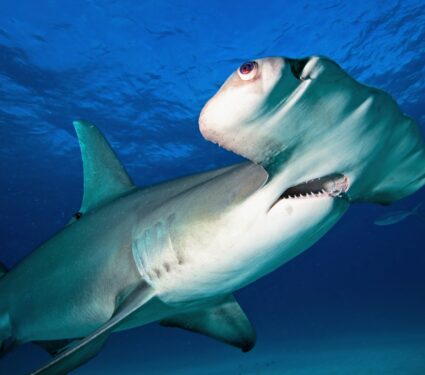 Hammerhead-sharks.jpg