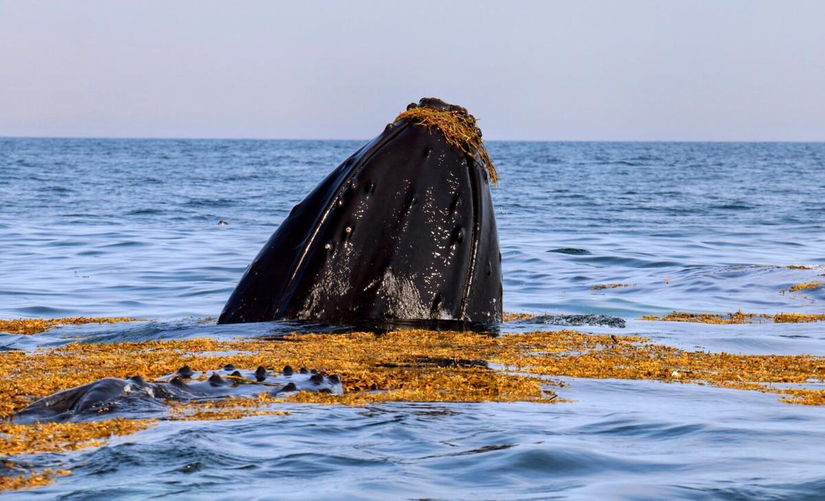 Whales roll in seaweed as a play toy and also use it for its antibacterial properties