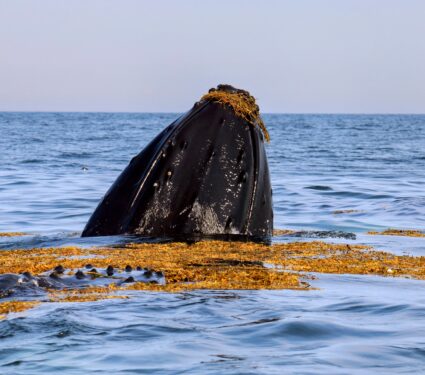 Whale-seaweed.jpg