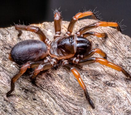Trapdoor-spider.jpg
