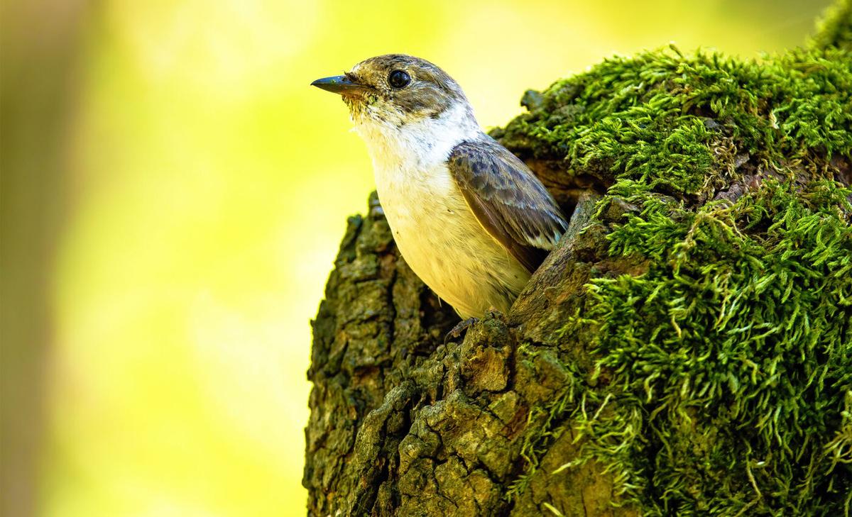 Migratory birds can learn to adjust to early spring