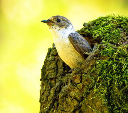 2023/10/bird_european-pied-flycatcher_1medium.jpg
