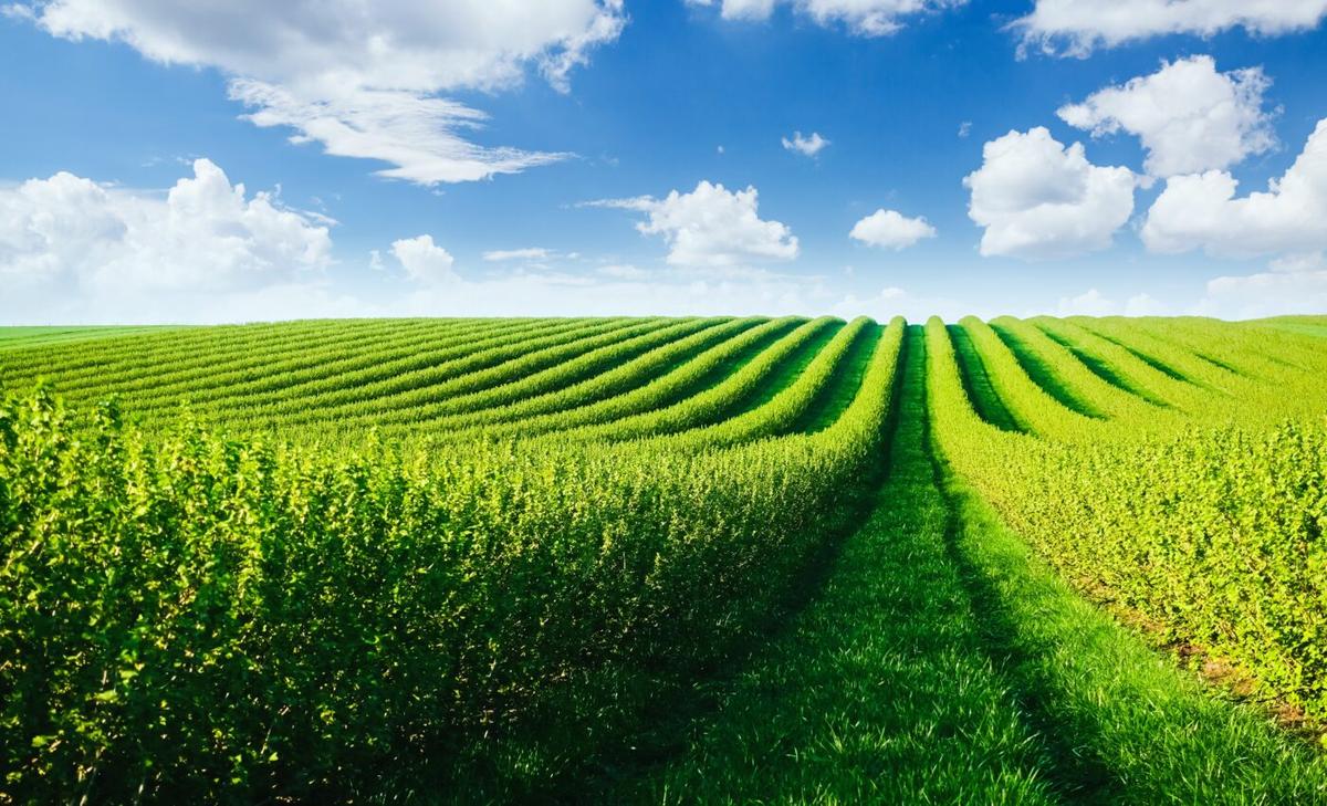 Abandoned croplands could boost food security and climate mitigation