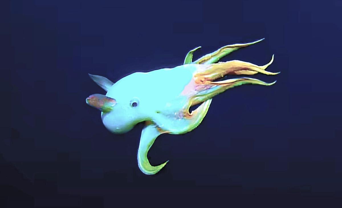 Rare "Dumbo octopus" captured on film and video in Hawaii