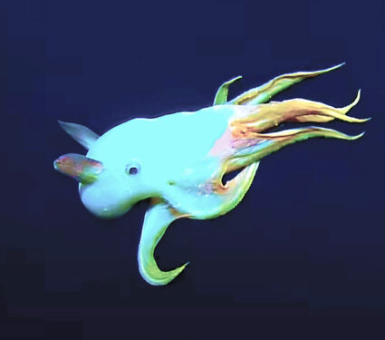 2023/10/dumbo-octopus_deep-sea_3medium.jpg