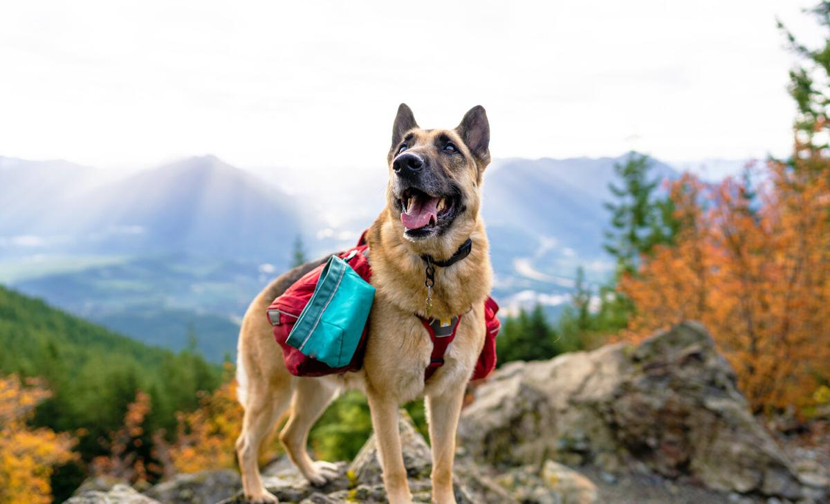 Wolves have gut bacteria that can help dogs with canine IBD