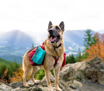 German,Shepherd,Smiling,And,Looking,Happy,Standing,On,Top,Of