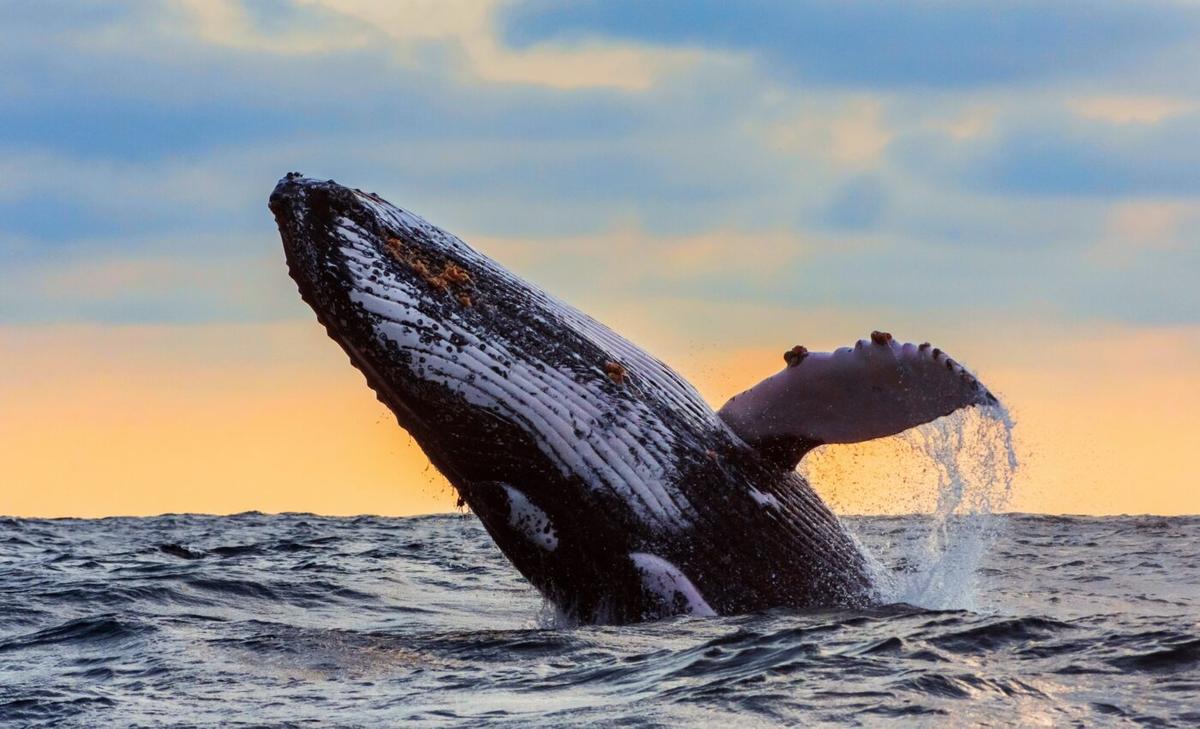 Echoes of the past: Whaling's long-term impact on genetic diversity