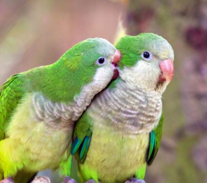 The,Monk,Parakeet,(myiopsitta,Monachus),,Also,Known,As,The,Quaker
