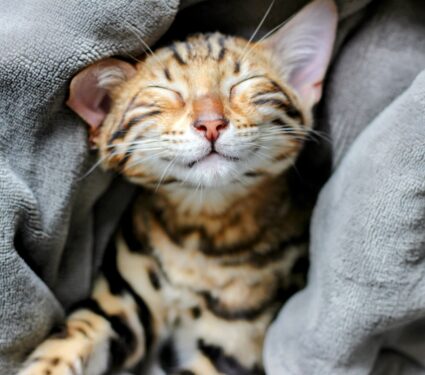 Cat-purring.jpg