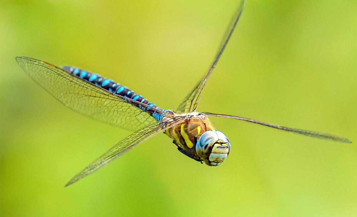 Insect wings flap faster than their brain speed can command