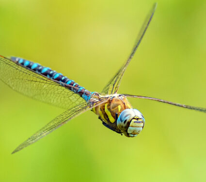 2023/10/insect_dragonfly_flying_1medium.jpg