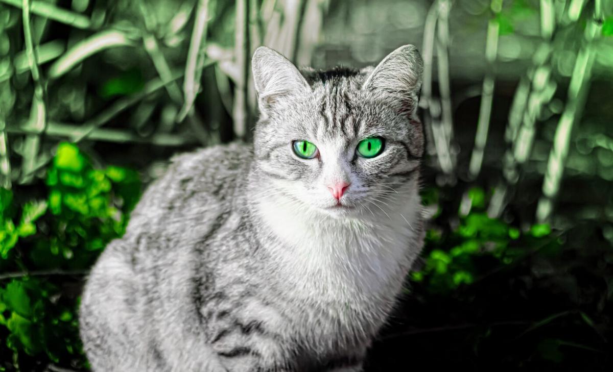 Cats glow in the dark? Fluorescence found to be very common in mammals