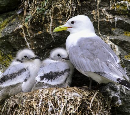 Seabird-couples.jpg