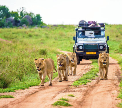 Lionesses,Walk,Along,The,Road,Against,The,Backdrop,Of,A