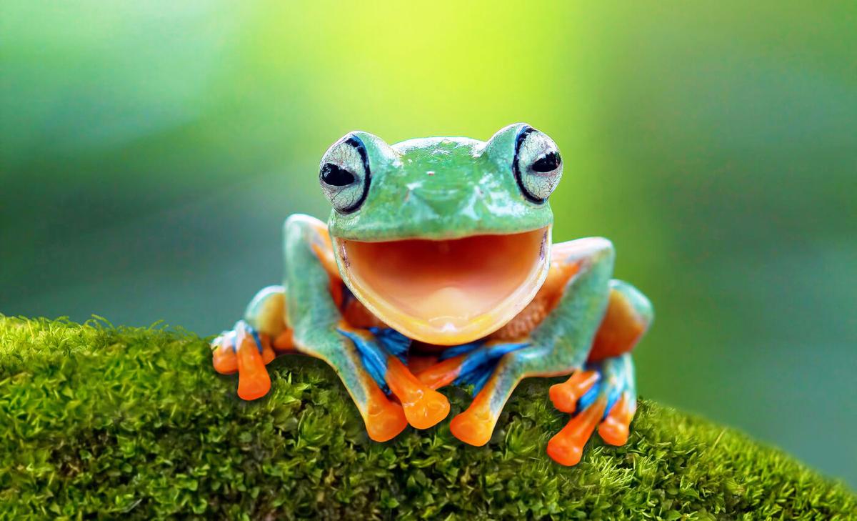 Over 40% of amphibians face extinction due to escalating climate threats