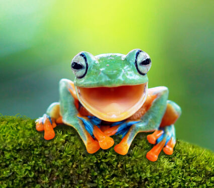 Gliding,Frog,Look,Like,Laughing,On,Moss,,Flying,Frog,Laughing,