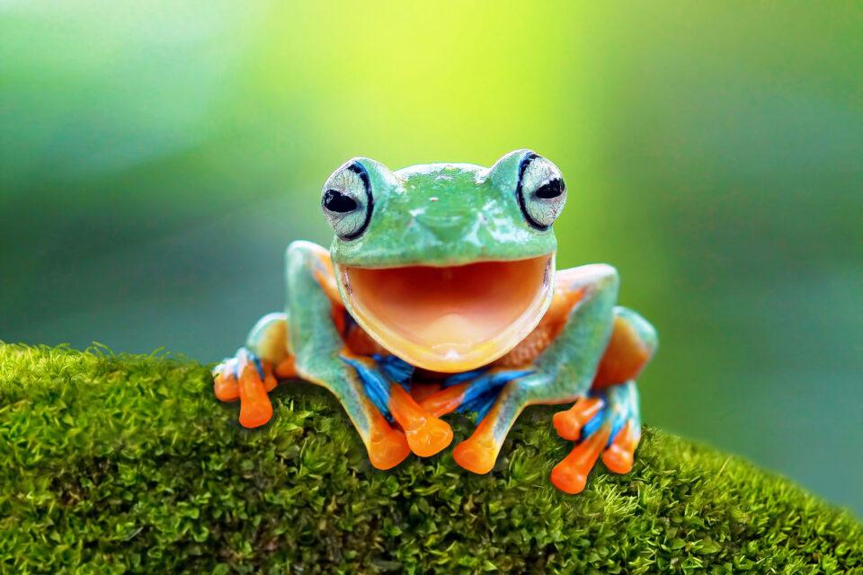 Over 40% of amphibians face extinction due to escalating climate threats