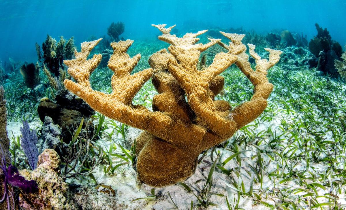Coral growth cannot keep pace with rising sea levels