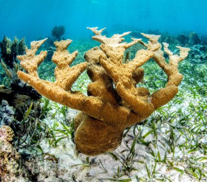 Coral-growth.jpg