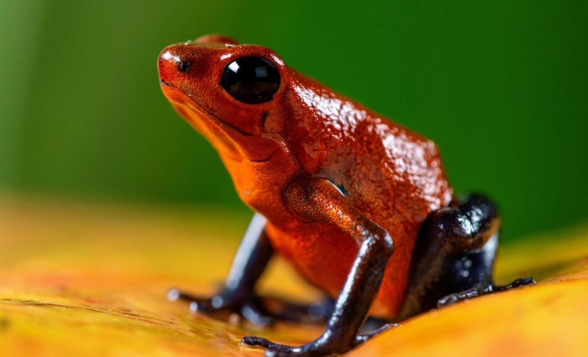 Color evolution: Ginger pigment found in 10-million-year-old frogs