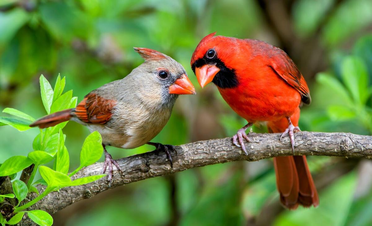 Bird communities in protected areas are rapidly changing