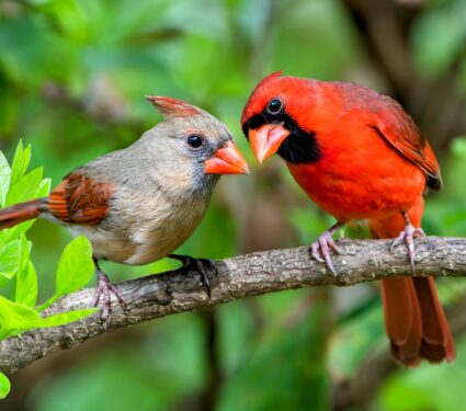 Bird-communities.jpg