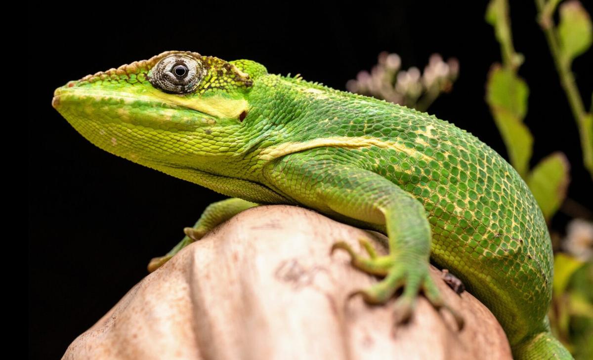 Coexisting lizards challenge what we know about natural selection