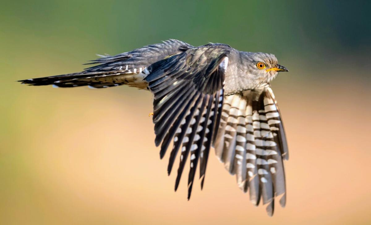 Geomagnetic disturbances from solar flares throw nocturnal birds off migratory course