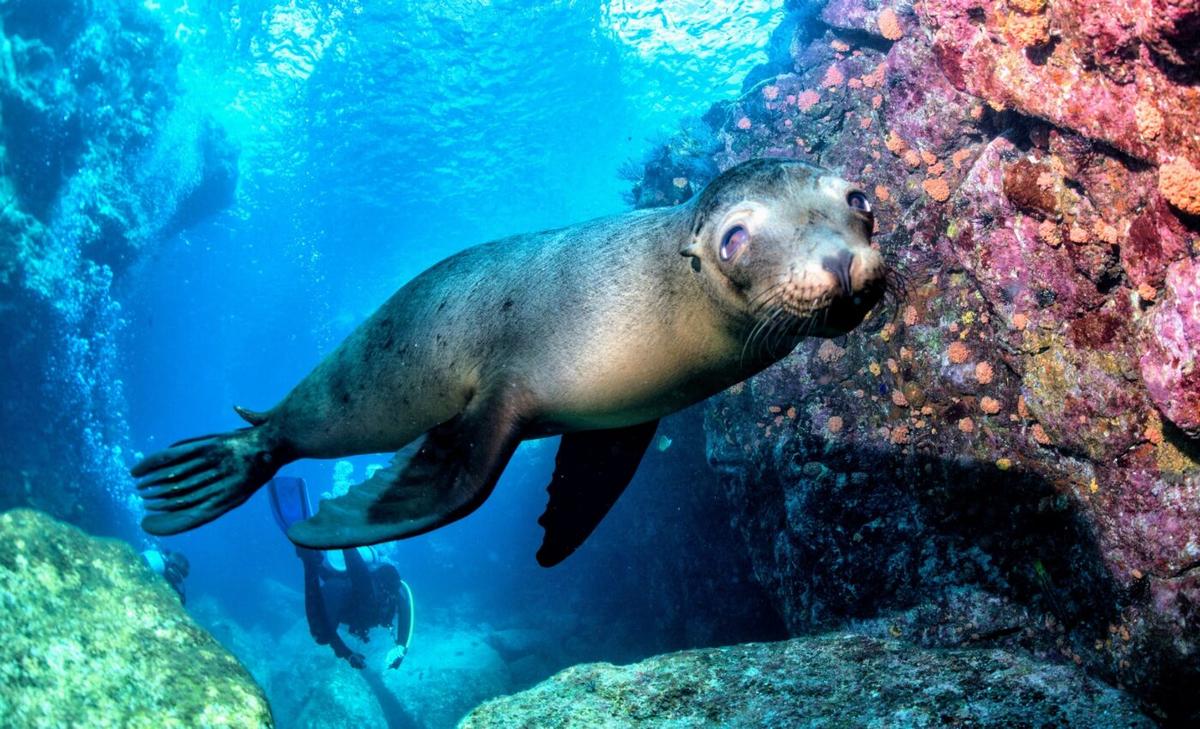 Ocean noise is getting louder: What does this mean for animals?