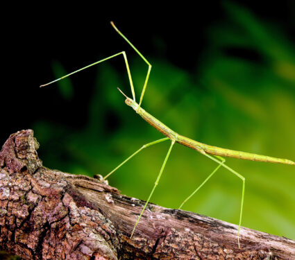 Stick,Insect,Or,Phasmids,(phasmatodea,Or,Phasmatoptera),Also,Known,As