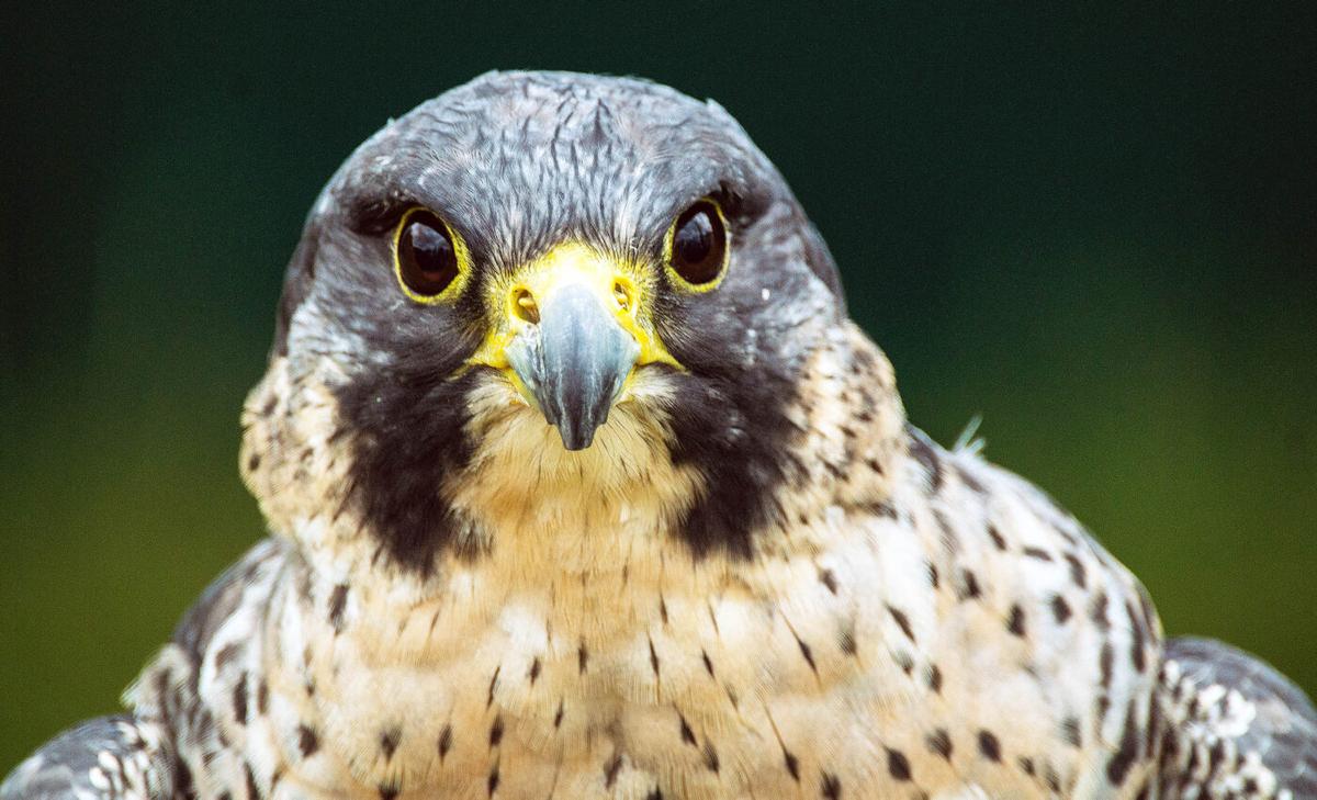 Peregrine falcons have a unique and successful hunting strategy
