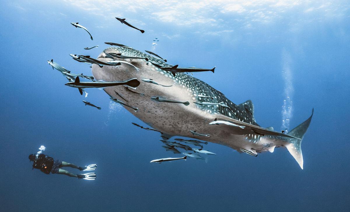 DNA-based technology could save Indonesian sharks