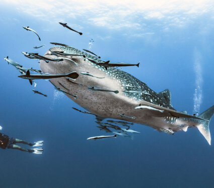 Giant,Whale,Shark,Swimming,Underwater,With,Scuba,Divers