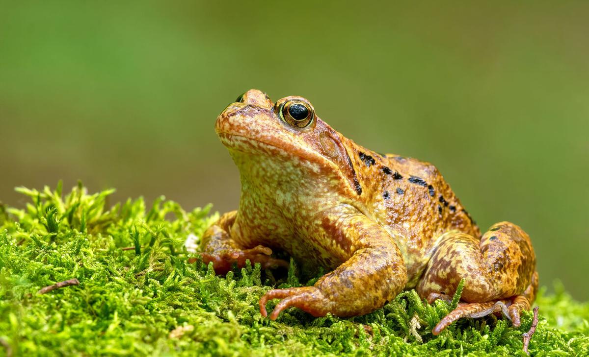 Dropping dead: The new tactic female frogs employ to avoid male sexual advances