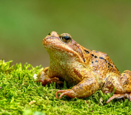 Common,Frog,(rana,Temporaria),,Also,Known,As,The,European,Common