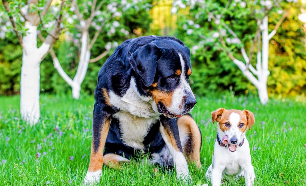 Body size influences cognitive aging in dogs