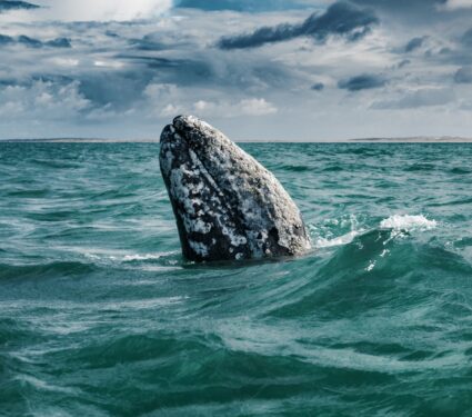 Gray-whales.jpg