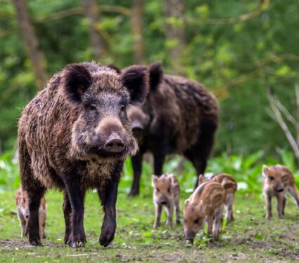 Wild-pigs.jpg