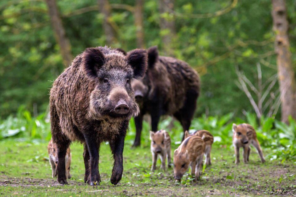 Explosive population growth of wild pigs slowed by conservation efforts